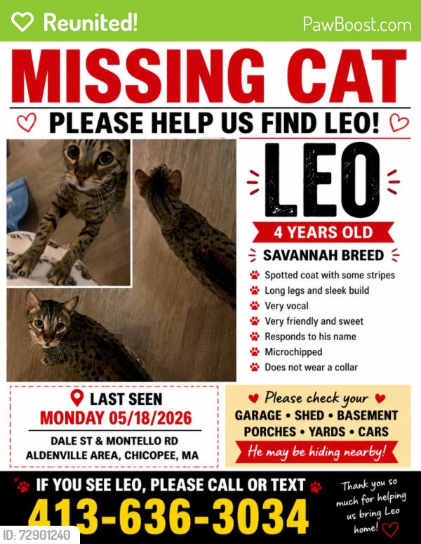 Reunited Male Cat last seen Montello Rd, Chicopee, MA 01013