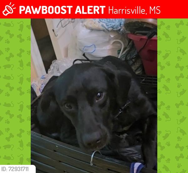 Lost Male Dog last seen Joe deere/joe Sykes  rd, Harrisville, MS 39044