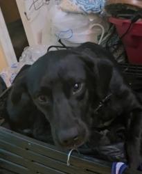 Lost Male Dog last seen Joe deere/joe Sykes  rd, Harrisville, MS 39044