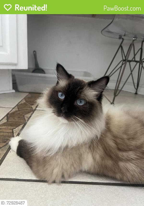 Reunited Female Cat last seen clinton keith rd, Murrieta, CA 92562