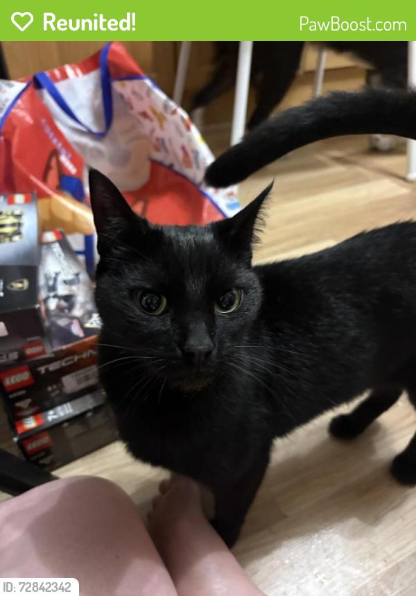 Reunited Male Cat last seen Duncan court, Kilmarnock , East Ayrshire Council, Scotland KA3 7TF