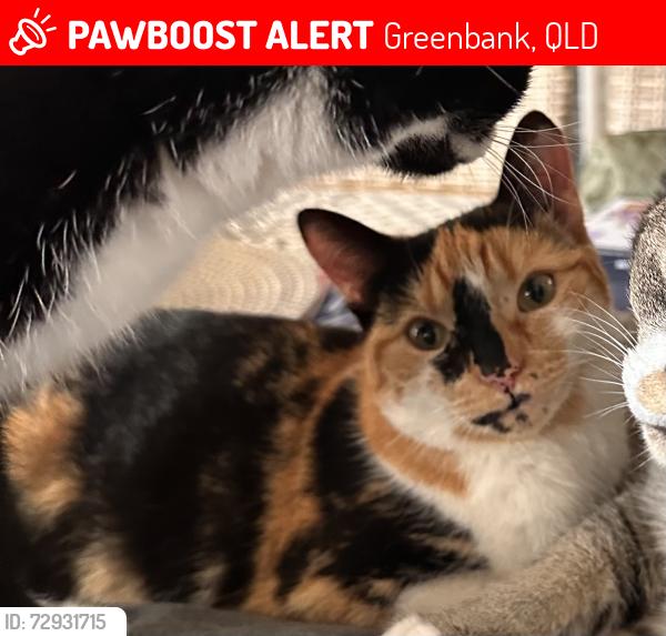 Lost Female Cat last seen New beith road , Greenbank, QLD 4124