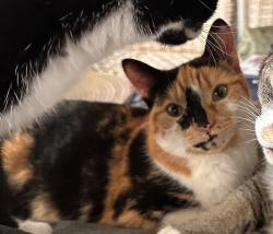 Lost Female Cat last seen New beith road , Greenbank, QLD 4124