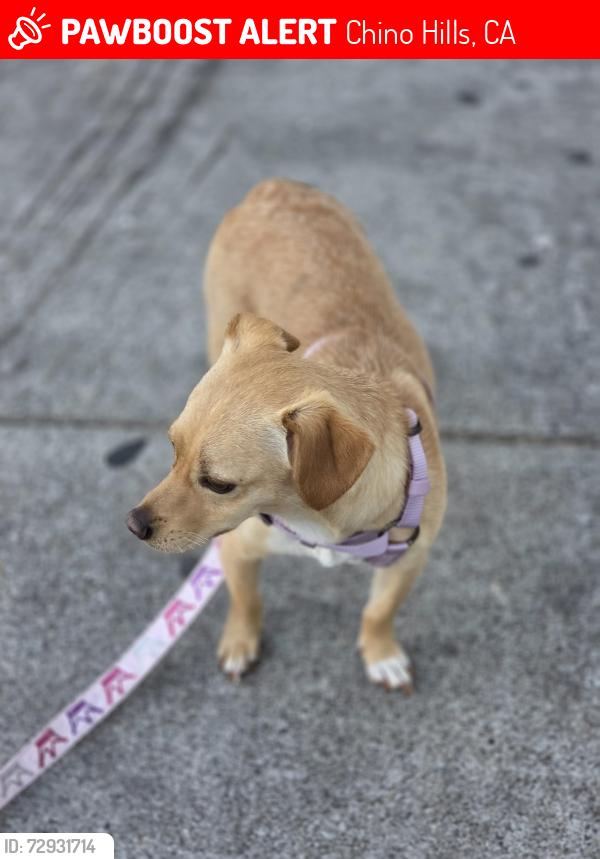 Lost Female Dog last seen Silver Ridge, Chino Hills, CA 91709