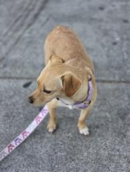 Lost Female Dog last seen Silver Ridge, Chino Hills, CA 91709