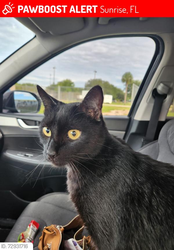 Lost Male Cat last seen Nob Hill and NW 44 St - Sunrise, FL, Sunrise, FL 33351