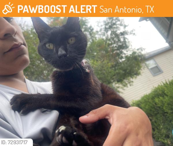 Found/Stray Unknown Cat last seen New guilbeau/ April bend , San Antonio, TX 78250