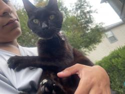 Found/Stray Unknown Cat last seen New guilbeau/ April bend , San Antonio, TX 78250