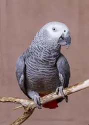 Lost Female Bird last seen Dempster St, Skokie, IL 60077