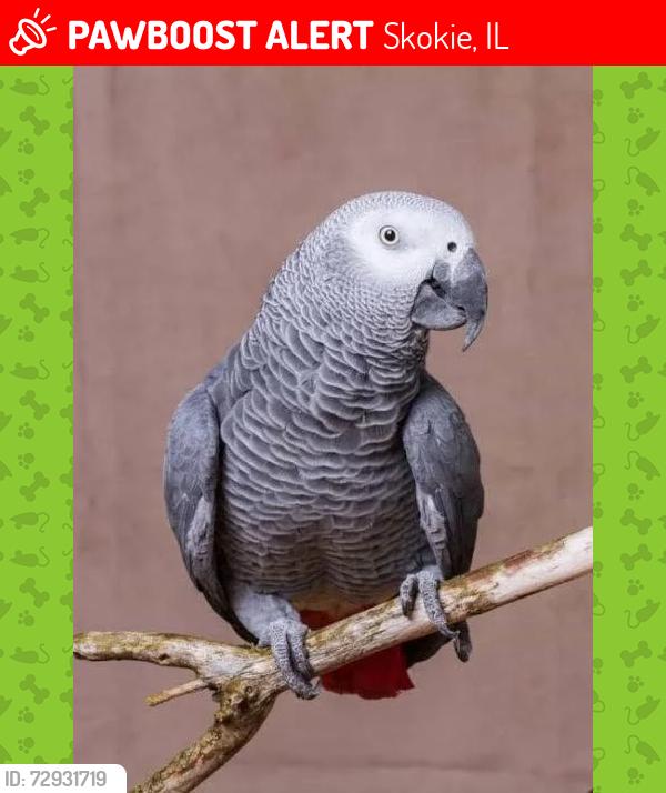 Lost Female Bird last seen Dempster St, Skokie, IL 60077