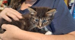 Found/Stray Unknown Cat last seen Ave D by new fire station and daycare, Garland, TX 75040