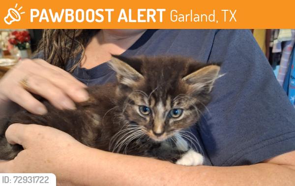 Found/Stray Unknown Cat last seen Ave D by new fire station and daycare, Garland, TX 75040