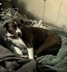 Lost Female Dog last seen Oltorf, Austin, TX 78704