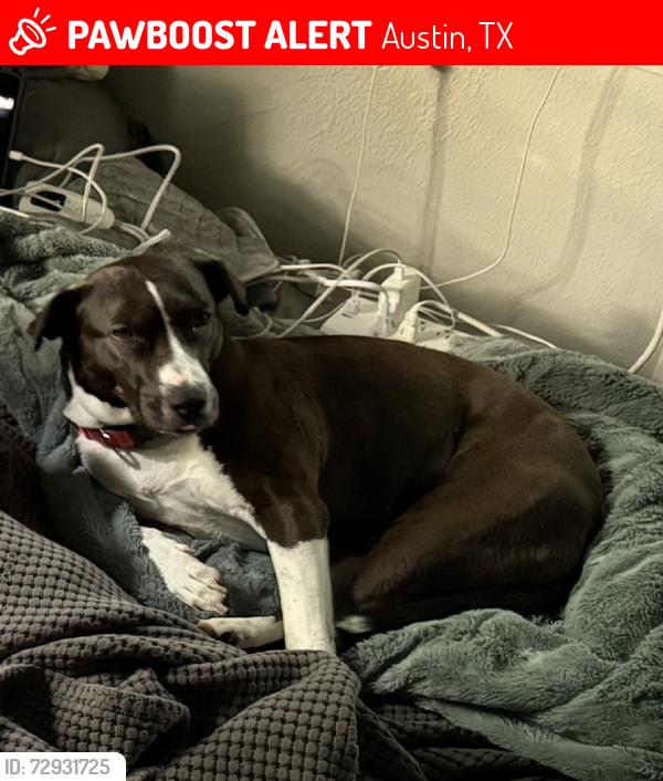 Lost Female Dog last seen Oltorf, Austin, TX 78704
