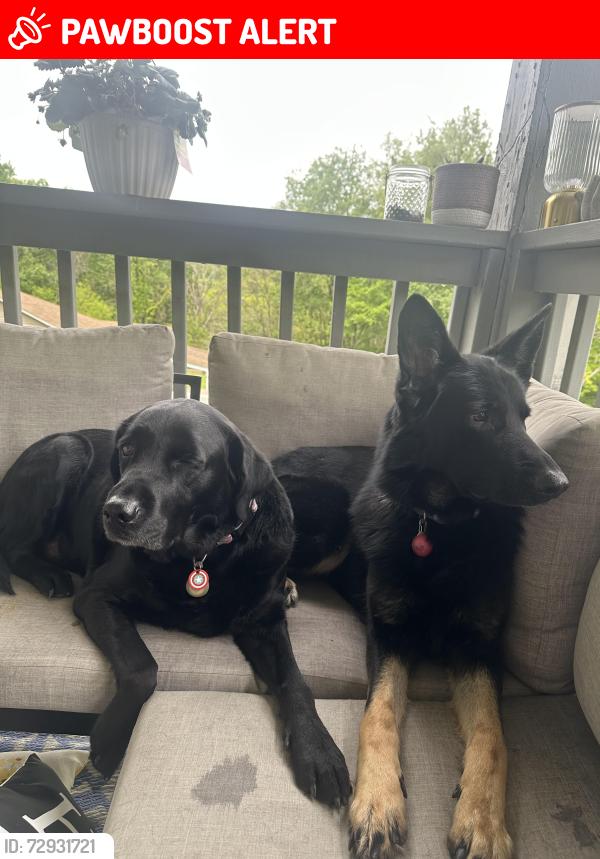 Lost Female Dog last seen Shop n save, Cranberry Township, PA 16066