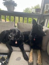 Lost Female Dog last seen Shop n save, Cranberry Township, PA 16066