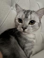 Lost Female Cat last seen Constance street, Taylor park area and surrounding areas, St Helens, England WA10 4BH