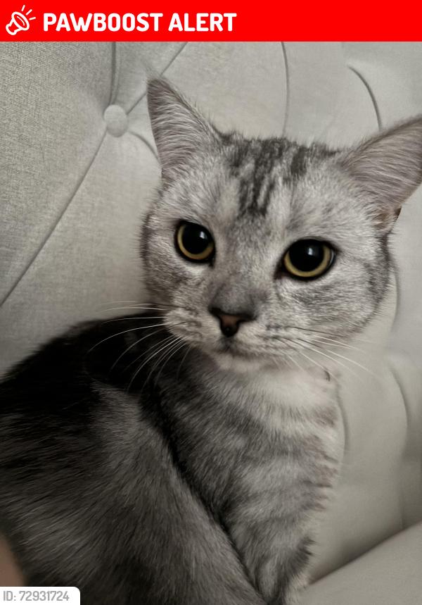 Lost Female Cat last seen Constance street, Taylor park area and surrounding areas, St Helens, England WA10 4BH