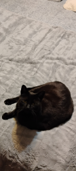 Reunited Male Cat last seen 25th and Amidon , Wichita, KS 67204