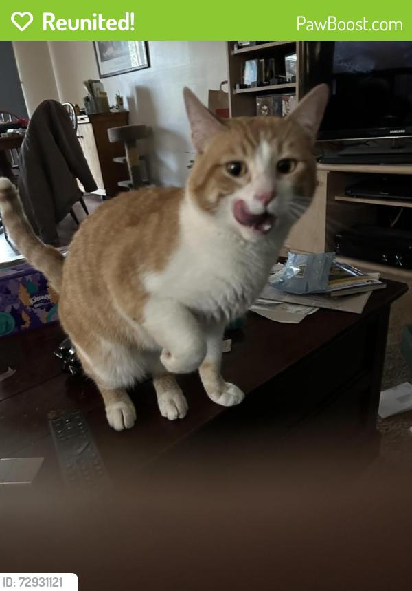 Reunited Male Cat last seen West medicine rd & 18th st. Close to west medcine park, Plymouth, MN 55441