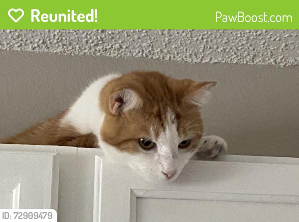 Reunited Male Cat last seen Clarksville Church Cemetery , Frankford, DE 19945