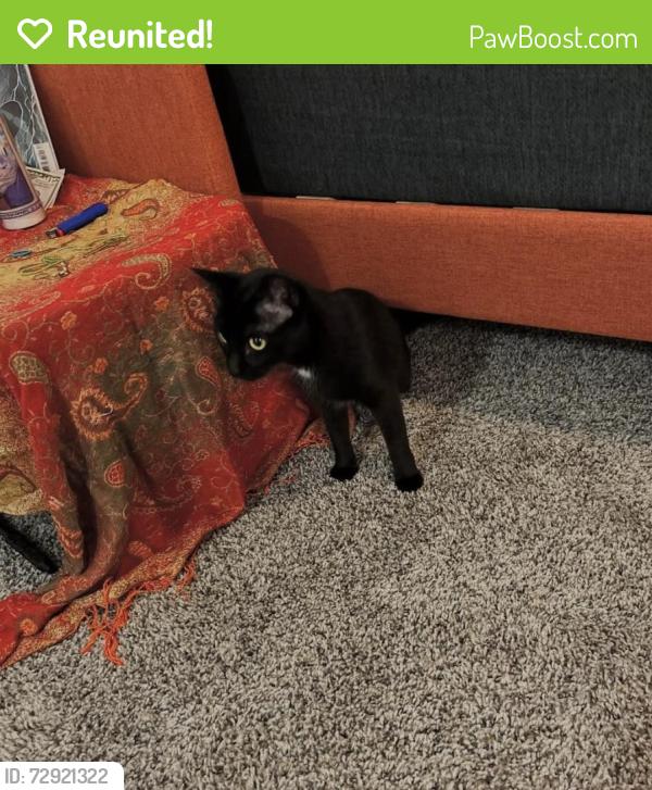 Reunited Female Cat last seen Kings hwy, Myrtle Beach, SC 29577