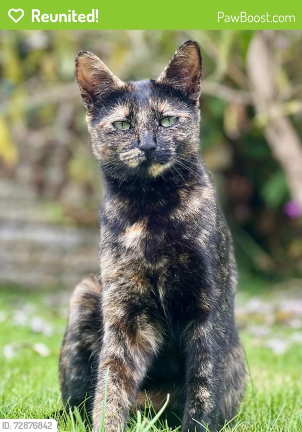 Reunited Female Cat last seen Watermoor Point, Gloucestershire, England GL7 1LF