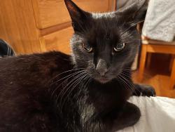 Lost Male Cat last seen Overtones rd, Grove Rd,cloudsham st, West Northamptonshire, England NN1 3LF