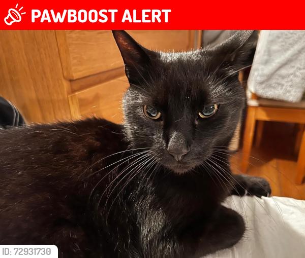 Lost Male Cat last seen Overtones rd, Grove Rd,cloudsham st, West Northamptonshire, England NN1 3LF