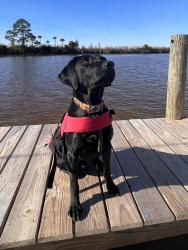 Reunited Male Dog last seen North Druid Hills Rd & Lawrenceville Hwy, Decatur, GA 30033