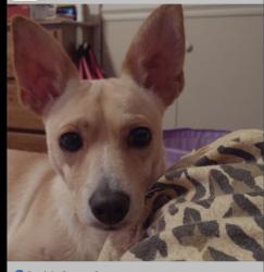 Reunited Male Dog last seen Cherry St / Gollihar, Corpus Christi, TX 78411