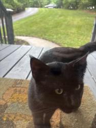 Reunited Male Cat last seen Michaux View Creek Neighborhood, Midlothian, VA 23113