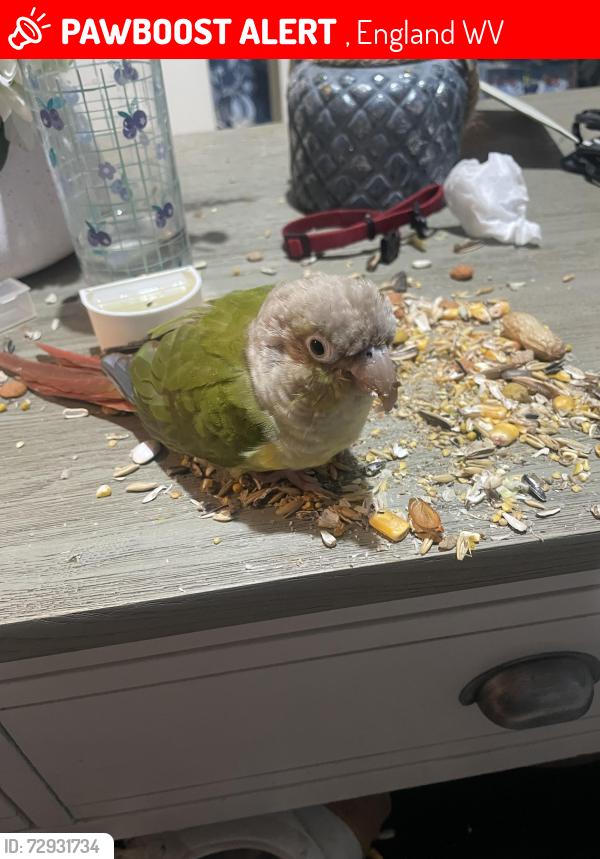Lost Female Bird last seen bantock park, , England WV3