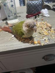 Lost Female Bird last seen bantock park, , England WV3