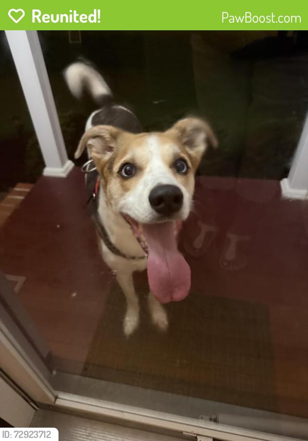 Reunited Male Dog last seen Angela Lane, Chattanooga, TN 37419