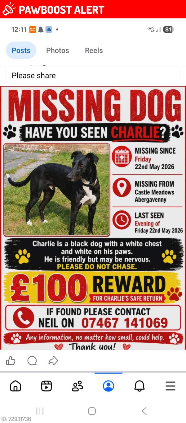 Lost Male Dog last seen Abergaveny Castle/ meadows, Abergavenny, Wales NP7