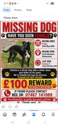 Lost Male Dog last seen Abergaveny Castle/ meadows, Abergavenny, Wales NP7