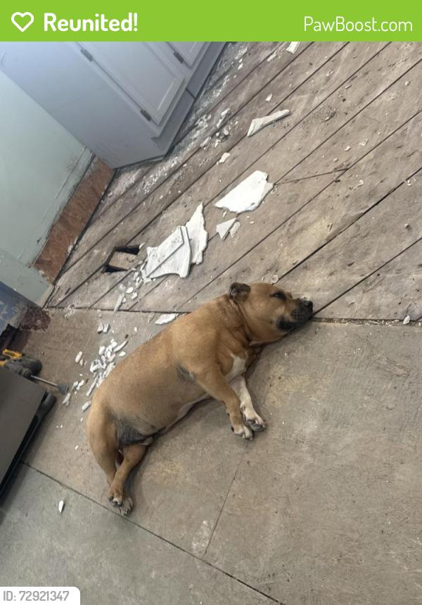 Reunited Male Dog last seen Welcome, Greenville, SC 29611