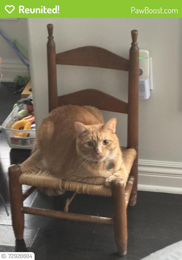 Reunited Male Cat last seen Grandeur, Gibsonia, PA 15044