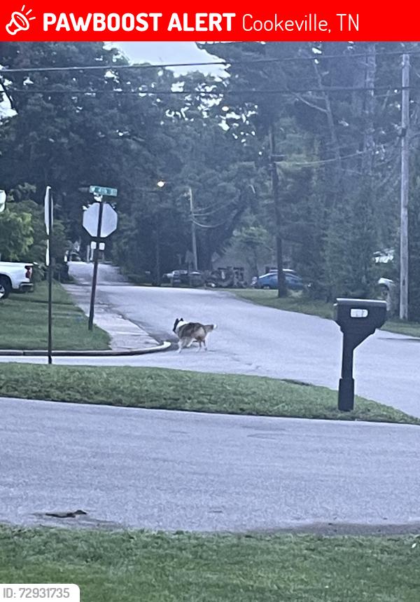 Lost Unknown Dog last seen West 4th and chestnut , Cookeville, TN 38501