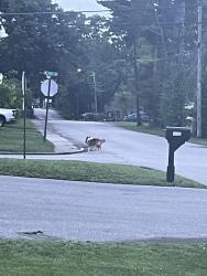 Lost Unknown Dog last seen West 4th and chestnut , Cookeville, TN 38501