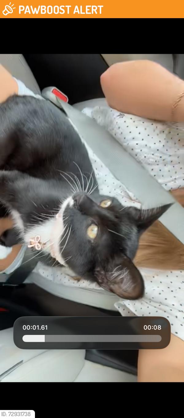 Found/Stray Female Cat last seen Fawnwood st, decker prairie rosehill road, Woodloch Forest, TX 77355