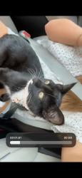 Found/Stray Female Cat last seen Fawnwood st, decker prairie rosehill road, Woodloch Forest, TX 77355