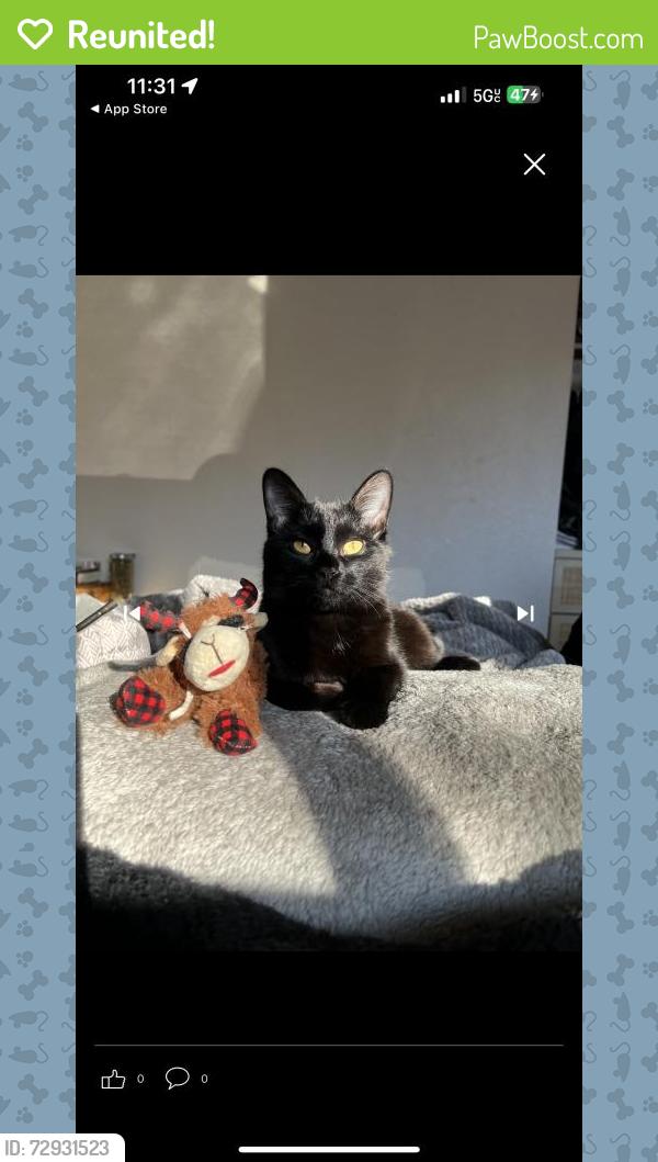 Reunited Male Cat last seen Near E Motor Way, Colorado Springs, CO 80905, USA, Colorado Springs, CO 80905
