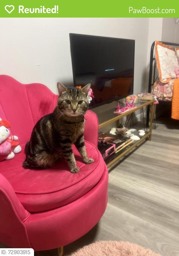 Reunited Male Cat last seen Bergen Ave and Communipaw, Jersey City, NJ 07304