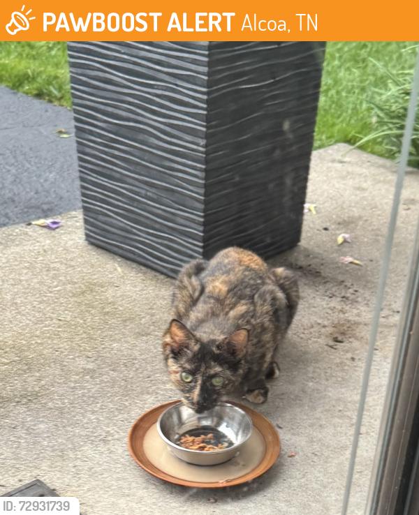 Found/Stray Unknown Cat last seen Springbrook & Alcoa Road, Alcoa, TN 37701