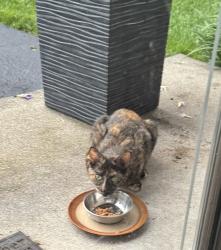 Found/Stray Unknown Cat last seen Springbrook & Alcoa Road, Alcoa, TN 37701