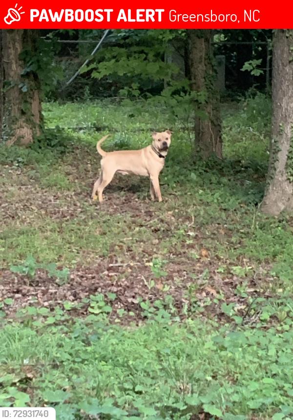 Lost Male Dog last seen Muirs chapel rd and Meade dr, Greensboro, NC 27410