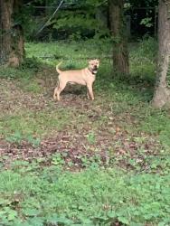Lost Male Dog last seen Muirs chapel rd and Meade dr, Greensboro, NC 27410