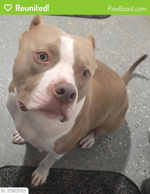 Reunited Male Dog last seen Cermak Road and 17th Avenue, Broadview, IL 60155
